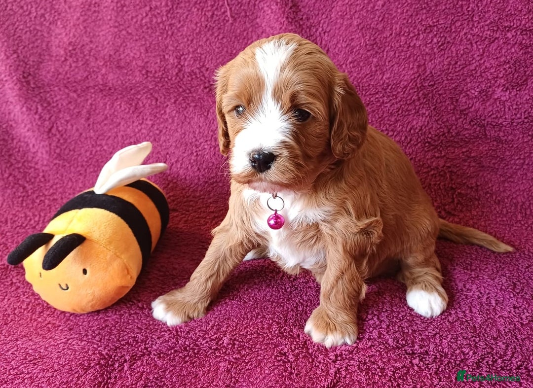 Cavapoo dogs for sale: F2 Cavapoo, Dog breeding license - Advert 23
