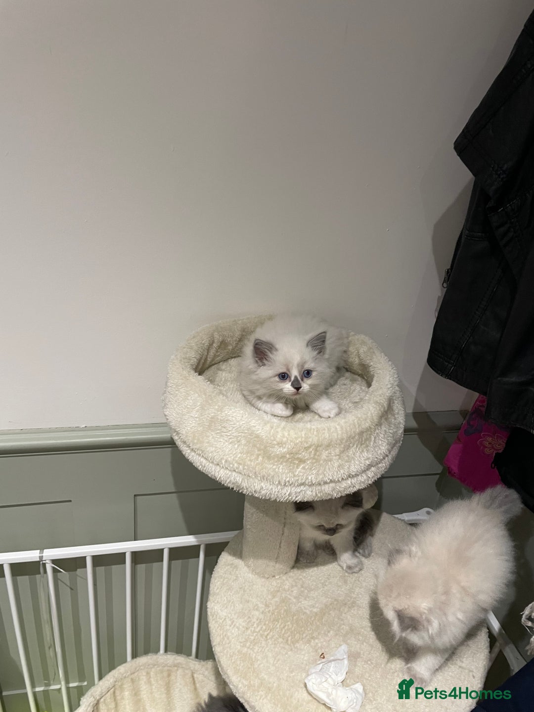 Ragdoll cats for sale: Exquisite, truly unique Ragdolls & Ragfold kittens - Advert 14