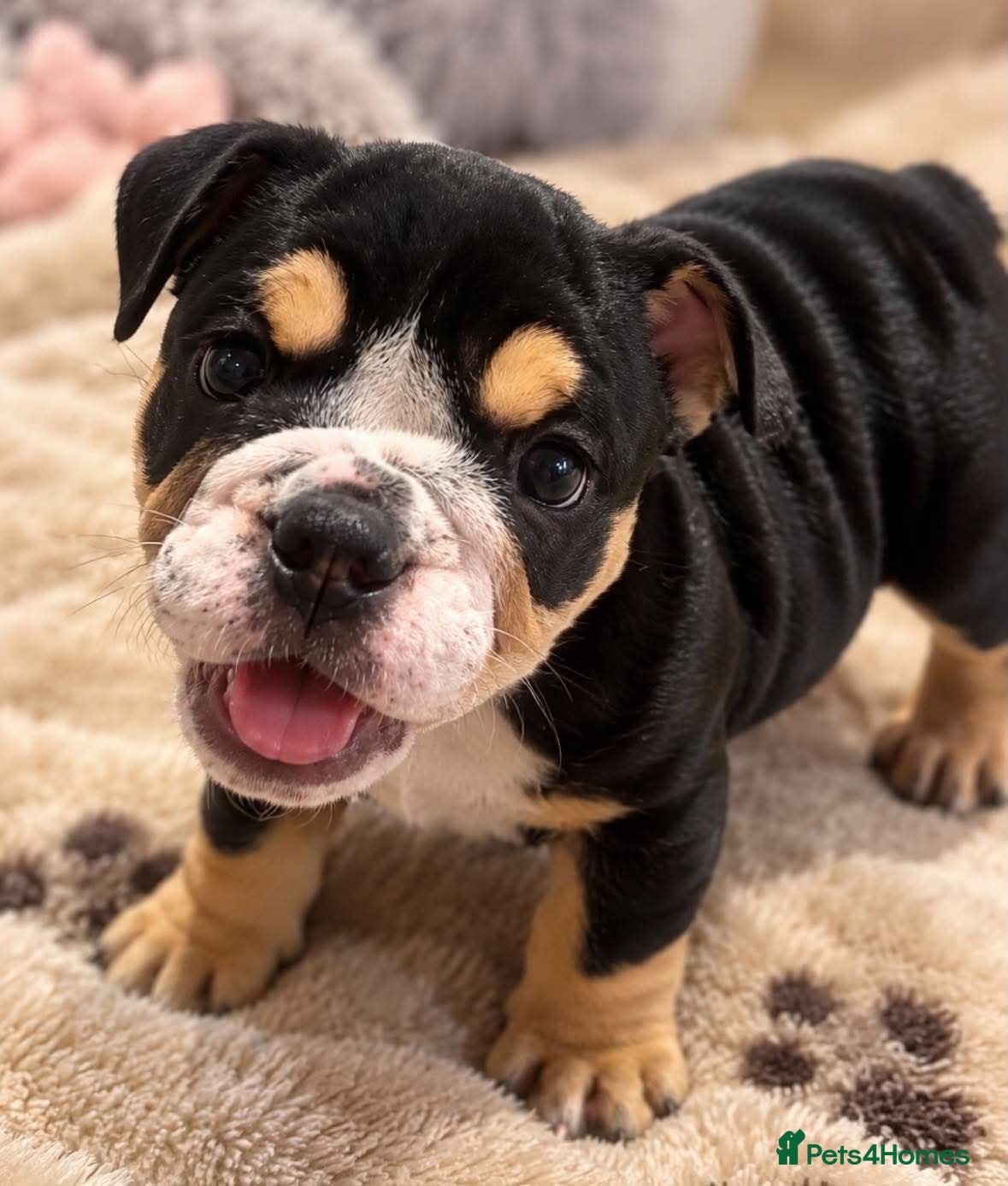 English Bulldog dogs Last Little Bulldog Girl – Ready 11th Oct 🩷 - Advert 9