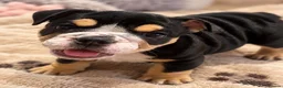 English Bulldog dogs for sale: Last Little Bulldog Girl – Ready 11th Oct 🩷 - Advert 1