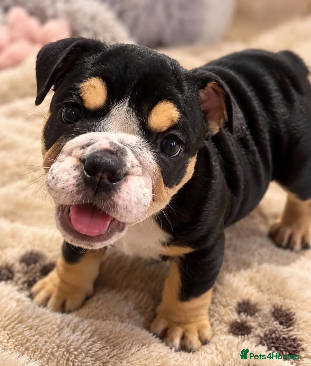 English Bulldog dogs for sale: Last Little Bulldog Girl – Ready 11th Oct 🩷 - Advert 1