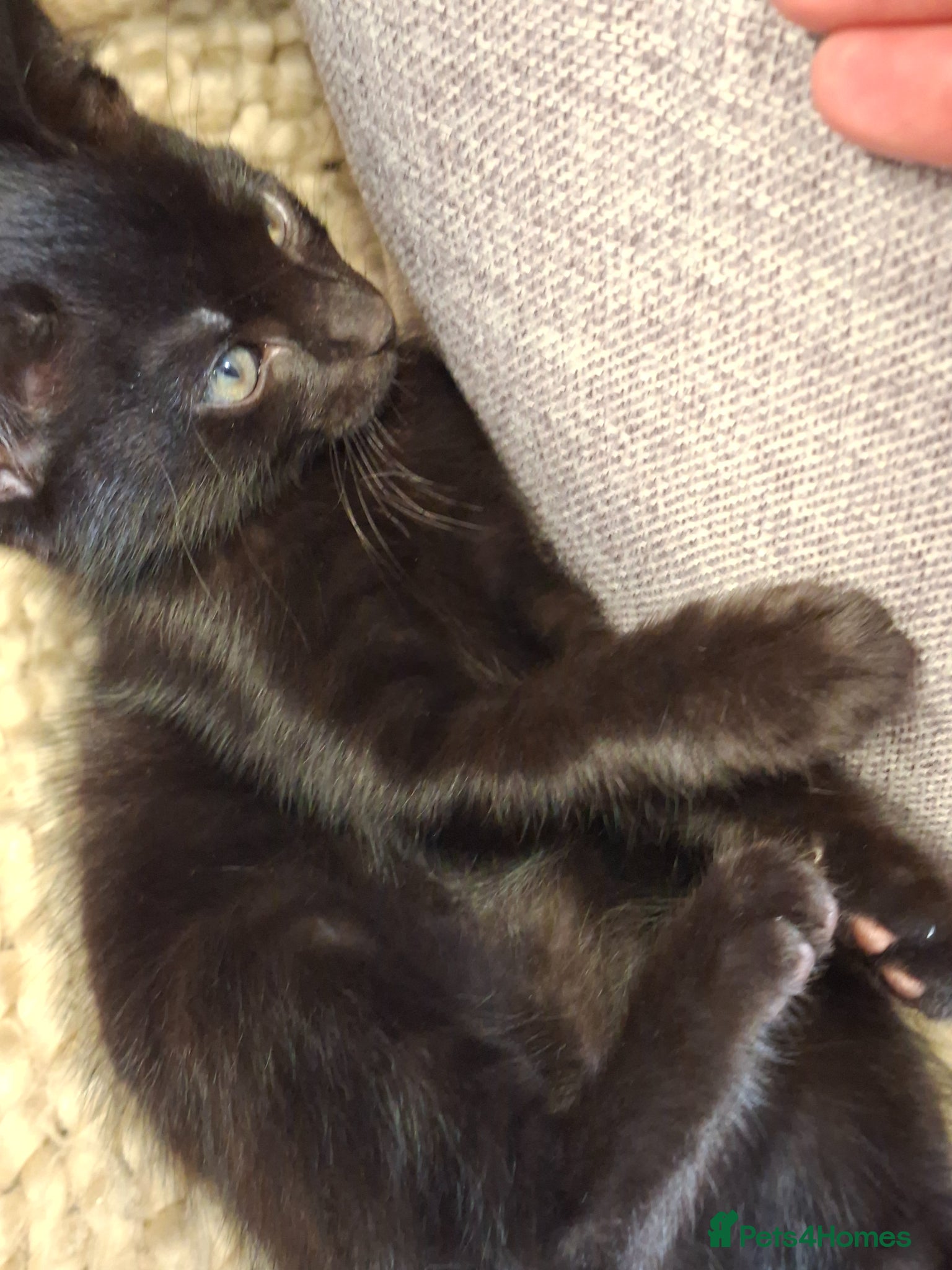 Mixed Breed cats READY NOW 1 x beautiful kitten for sale - Advert 1