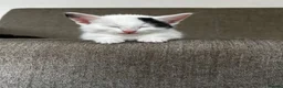 Mixed Breed cats for sale: Mixed breed - Advert 4