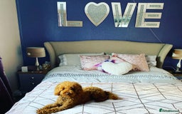 Toy Poodle dogs for stud: RED TOY POODLE KC REGISTERED PROVEN STUD in Derby - Image 5