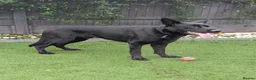 German Shepherd dogs for stud: Solid Black German Shepherd - KC Registered in Egham - Advert 2