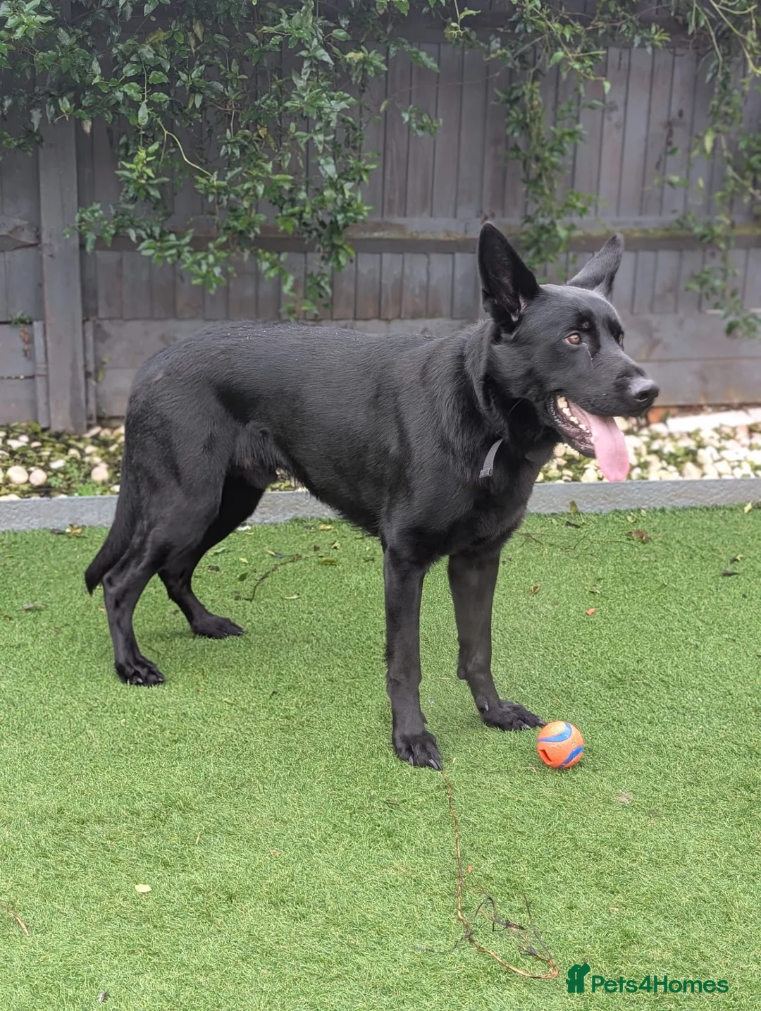 German Shepherd dogs for stud: Solid Black German Shepherd - KC Registered in Egham - Advert 2