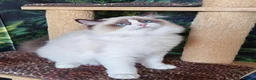 Ragdoll cats for sale: GCCF REGISTERED RAGDOLL BOYS  - Advert 5