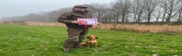 Cocker Spaniel dogs for stud: Outstanding OFTW Red Cocker, FULLY HEALTH TESTED in Bristol - Advert 7