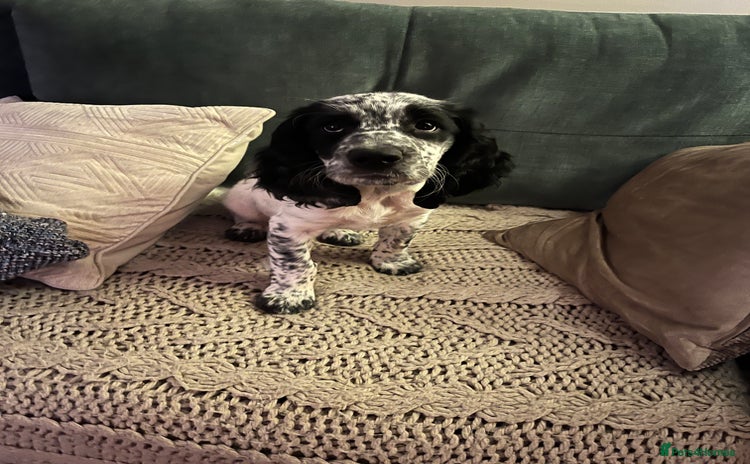 Cocker Spaniel dogs Stunning Working Cocker Spaniel puppy  - Advert 2