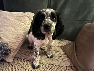 Cocker Spaniel dogs Stunning Working Cocker Spaniel puppy - Advert 1