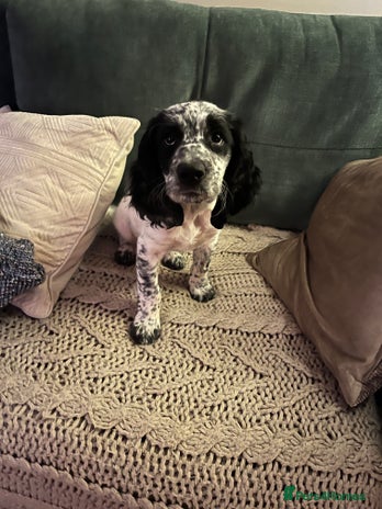 Cocker Spaniel dogs Stunning Working Cocker Spaniel puppy - Advert 2