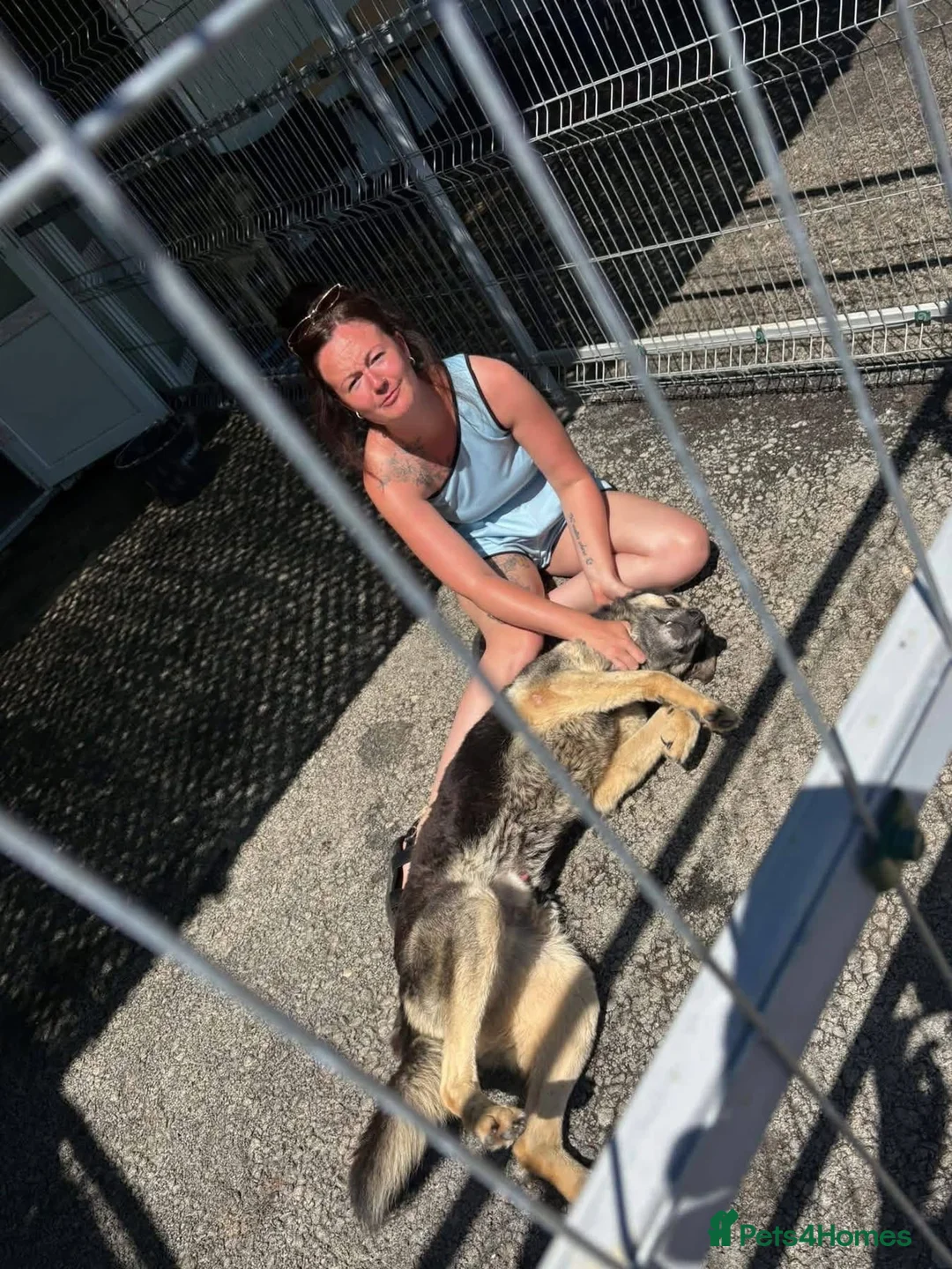 Mixed Breed dogs for adoption: Dennis - Norwich Norfolk  - Advert 18