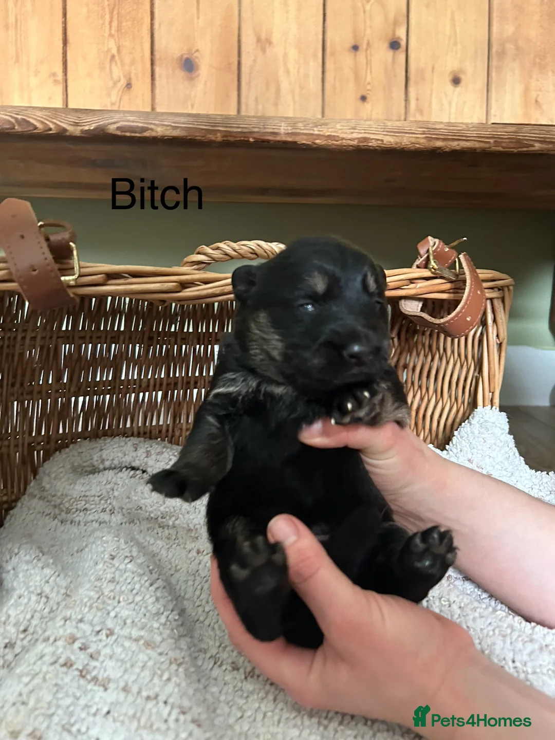 German Shepherd dogs for sale: Gorgeous purebred German shepherd puppies - Advert 2