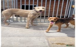 Mixed Breed dogs for sale: Working Lakeland bull Russell 2 year old  - Image 3