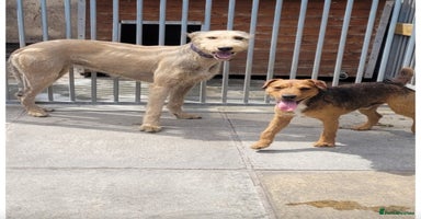 Mixed Breed dogs - Advert 4