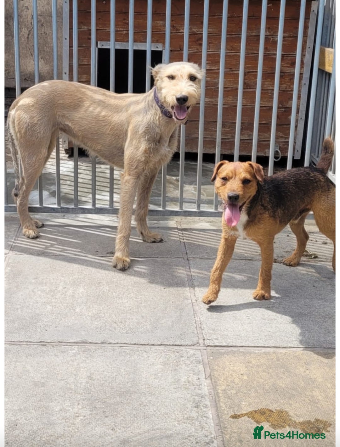 Mixed Breed dogs for sale: Working Lakeland bull Russell 2 year old  - Image 3