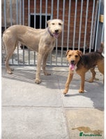 Mixed Breed dogs - Advert 8