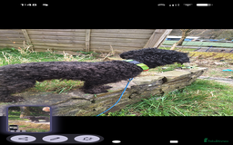 Poochon dogs for sale: 2 year old poochon boy in need of forever home  - Image 9