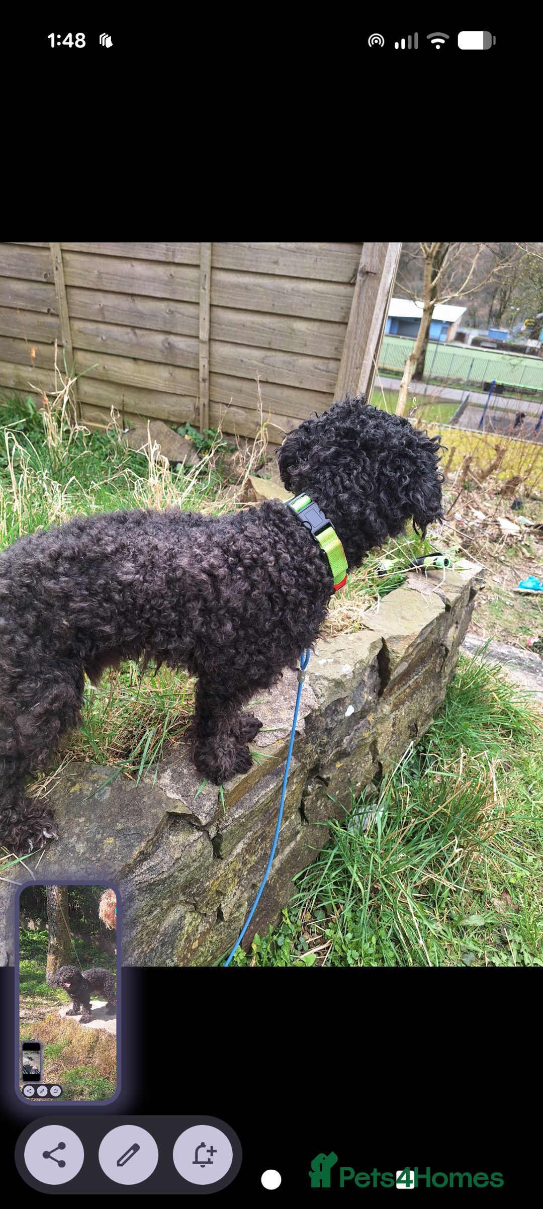 Poochon dogs for sale: 2 year old poochon boy in need of forever home  - Image 9