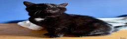 Bengal cats for adoption: Playful Sister Kitties - Advert 5