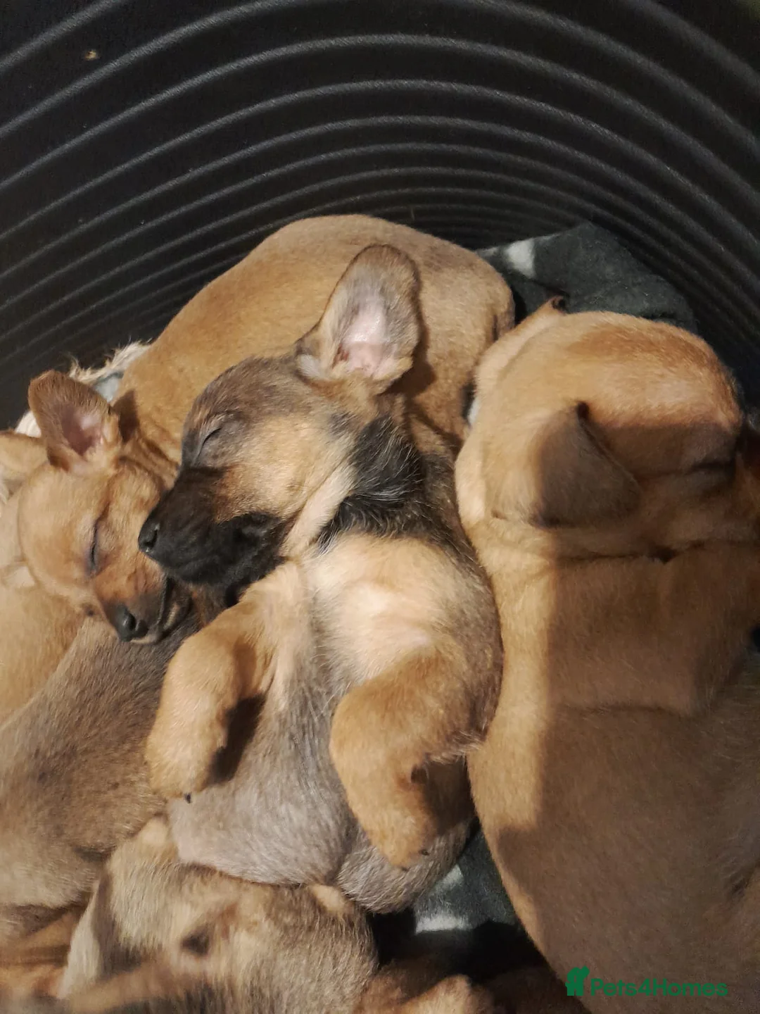 Mixed Breed dogs for sale: Cairn terriers - Advert 6