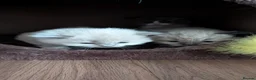 Ragdoll cats for sale: Ragdoll Kittens MINK Boy & girl - Advert 14