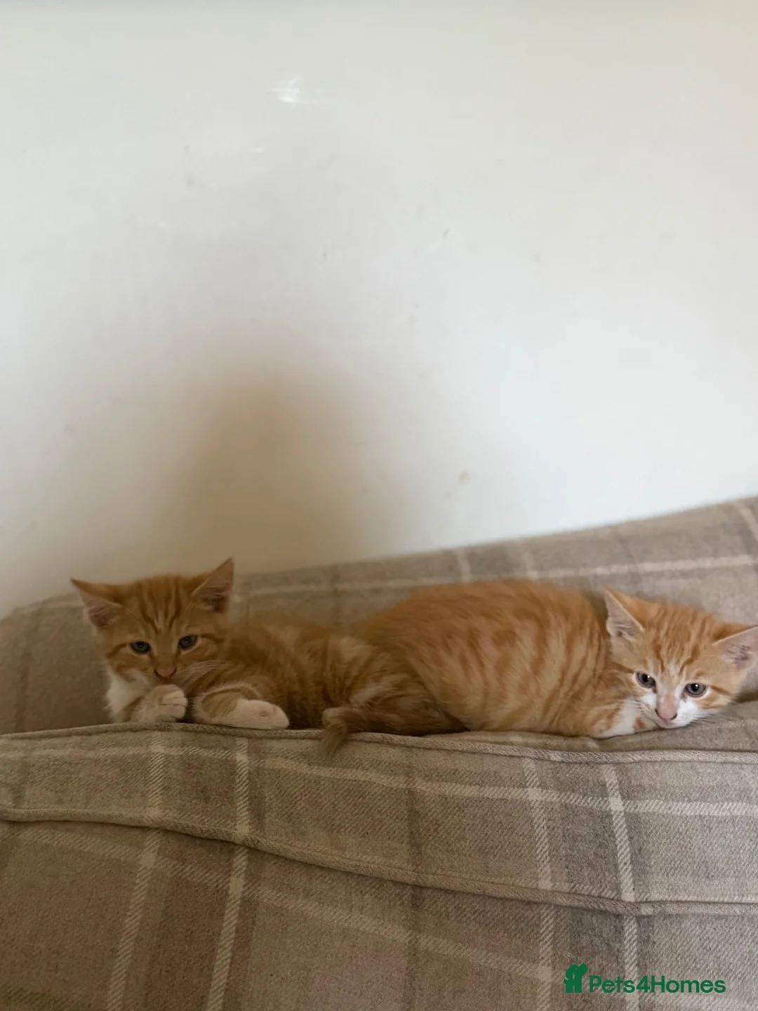 Mixed Breed cats for sale: Two boy ginger kittens  - Advert 15