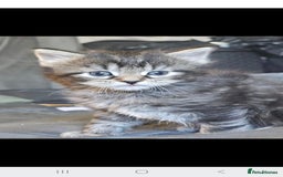 Mixed Breed cats for sale: Very Fluffy  - Image 3