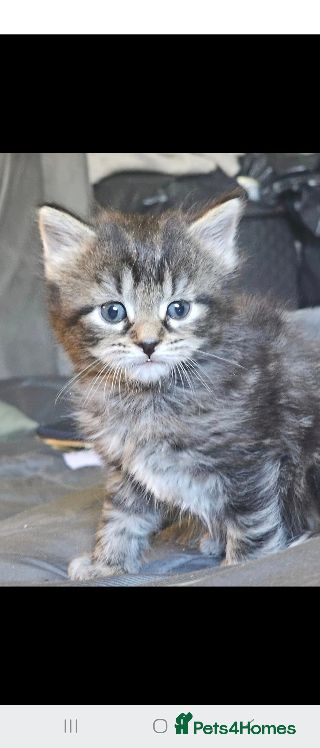 Mixed Breed cats for sale: Very Fluffy  - Image 3