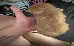 Mixed Breed cats for sale: Gorgeous ginger n mixed colour kittens - Image 21