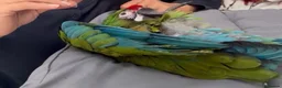 Macaws birds for sale: Silly Tame Male Military Macaw - Advert 4