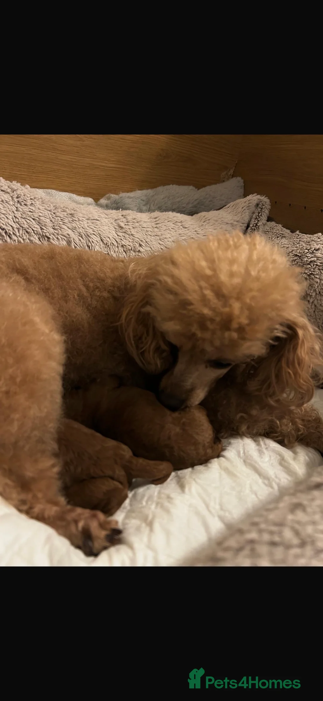 Toy Poodle dogs for sale: KC Registered Toy Poodle – 1 girl available - Advert 6