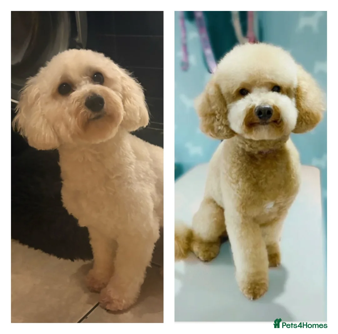 Cavapoo dogs for sale: Cavapoo pups only 1boy 1girl left  - Advert 5