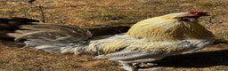 Chickens poultry for sale: Chicks, chickens, hatching eggs silkies Aracuanas - Advert 6