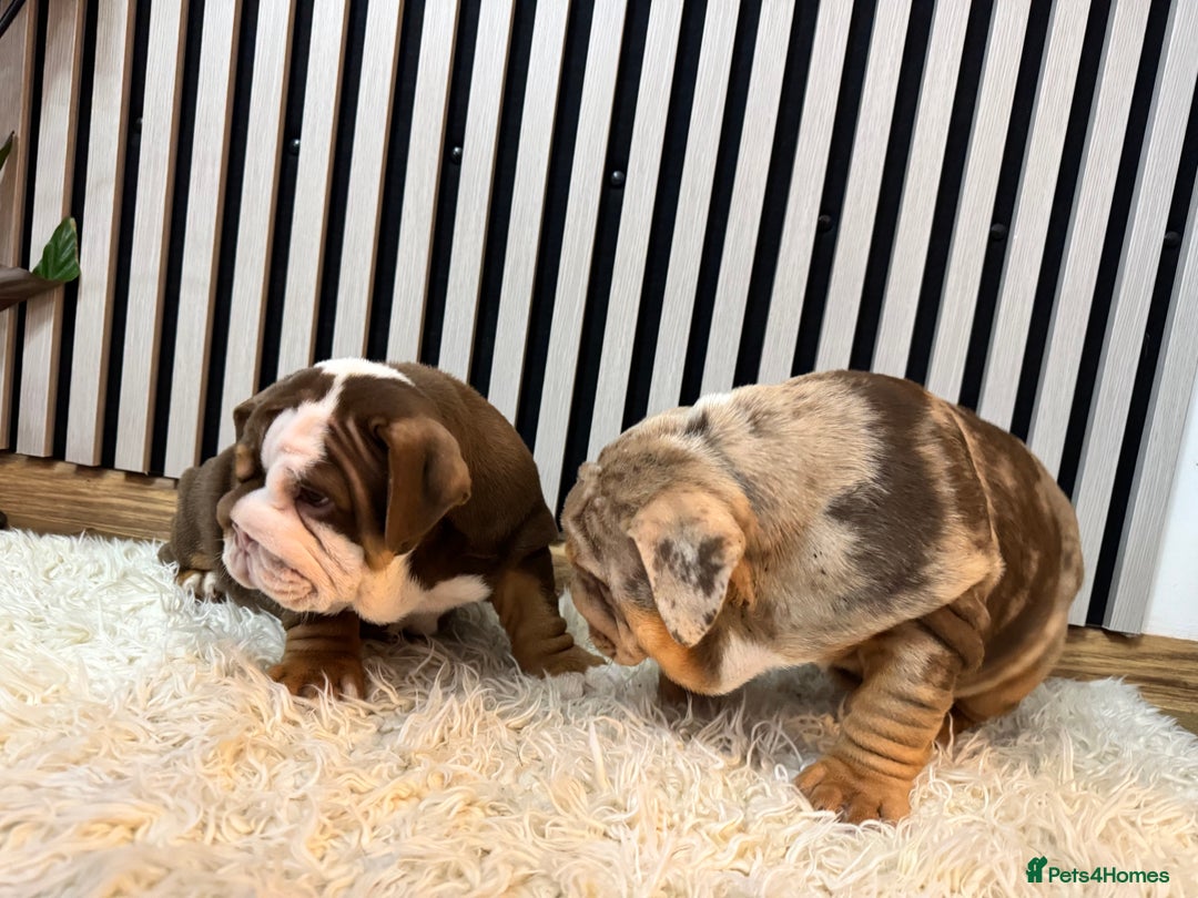 English Bulldog dogs for sale: Our girls looking for a warm sofa and full love ❤️ - Advert 7