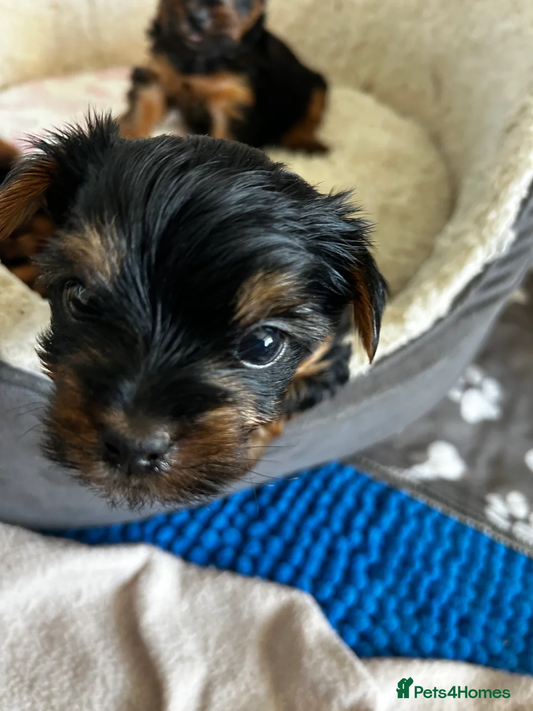 Yorkshire Terrier dogs for sale: Yorkshire terrier puppies  - Advert 2