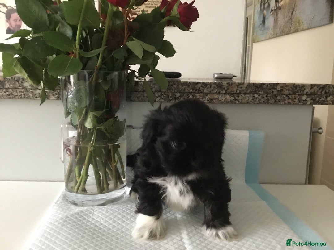 Lhasa Apso dogs for sale: Beautiful KC registered Lhasa Apso puppies.  - Image 7