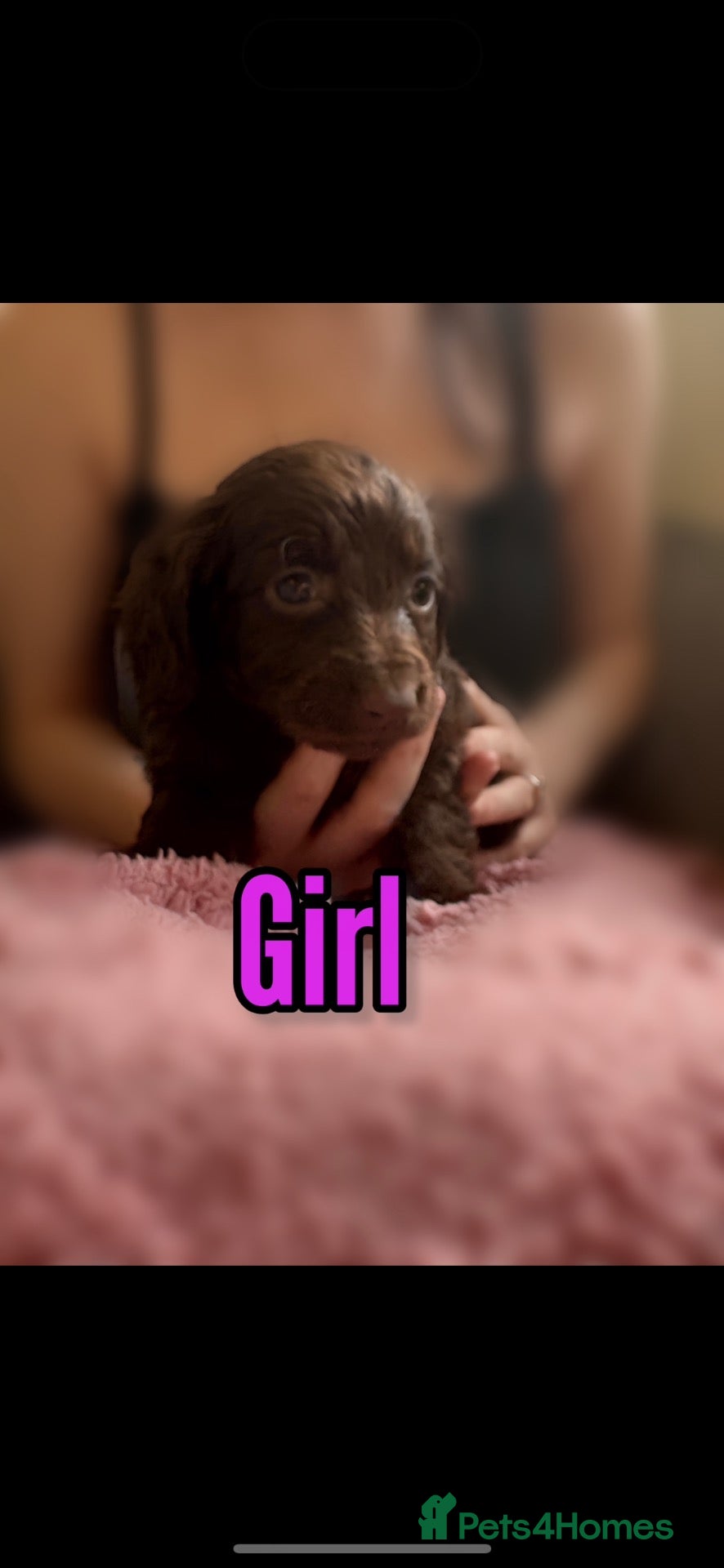 Cockapoo dogs 4 beautiful cockapoo pups - Advert 2