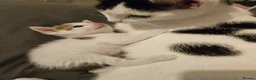 Mixed Breed cats for sale: Beautiful litter of kittens  - Advert 2