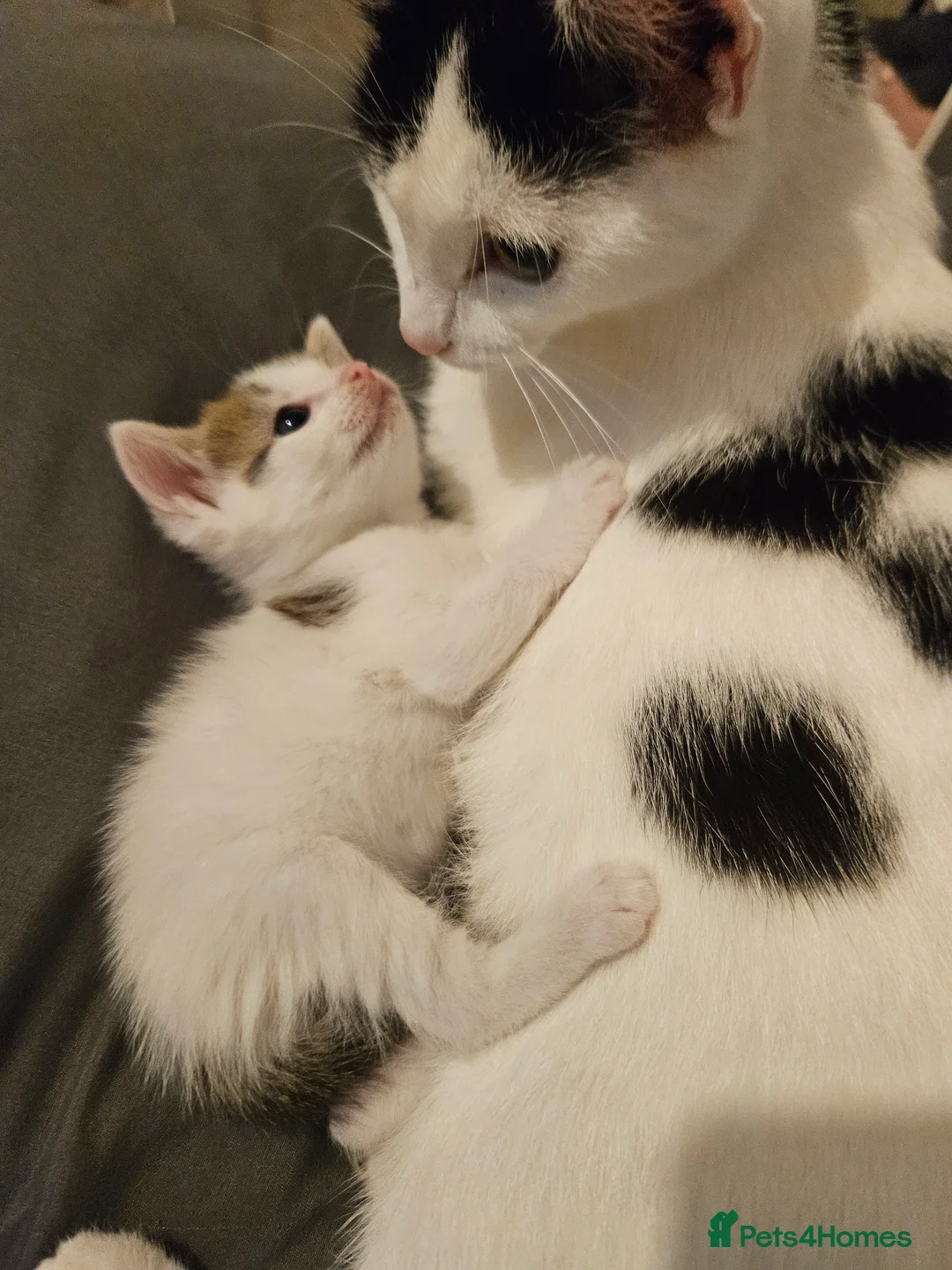 Mixed Breed cats for sale: Beautiful litter of kittens  - Advert 2