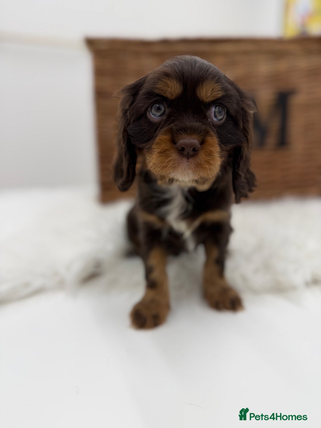 Cavalier King Charles Spaniel dogs for sale: Chocolate and tan Cavalier king charles - Advert 11