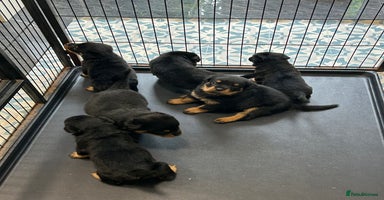 Rottweiler dogs - Advert 2
