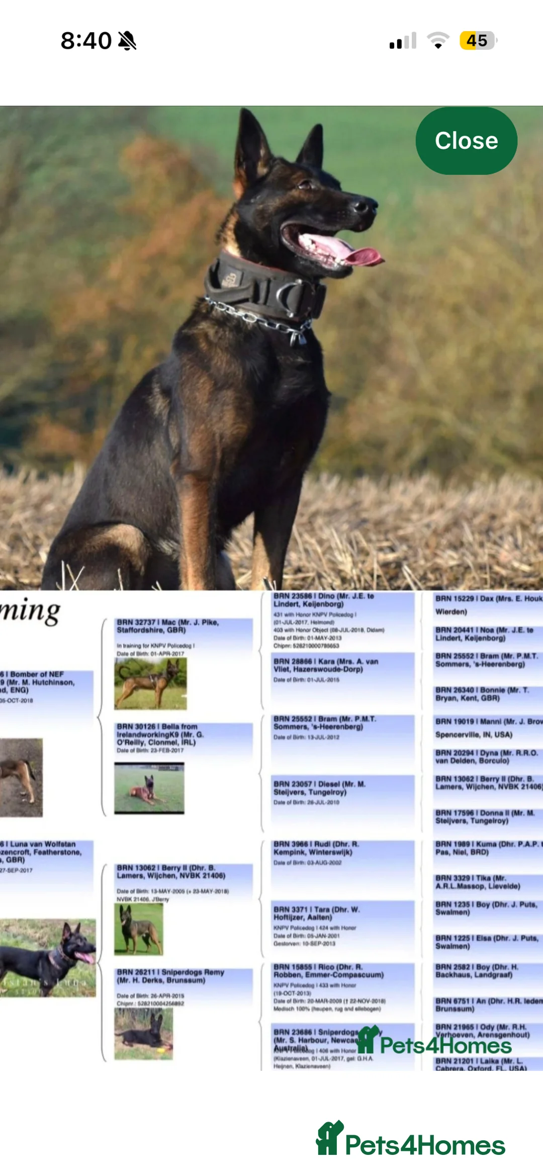 Mixed Breed dogs for sale: Rottweiler x malinois - Advert 2