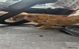 Mixed Breed cats for sale: Beautiful litter of 7 kittens  - Image 2