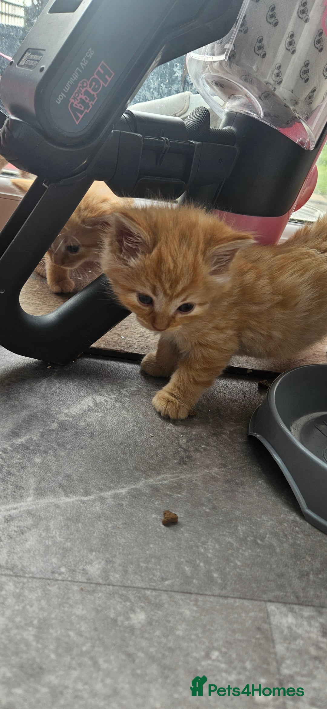 Mixed Breed cats for sale: Beautiful litter of 7 kittens  - Image 2