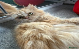 Persian cats for sale: Persian  gorgeous kitten(1 girl) in London - Image 14