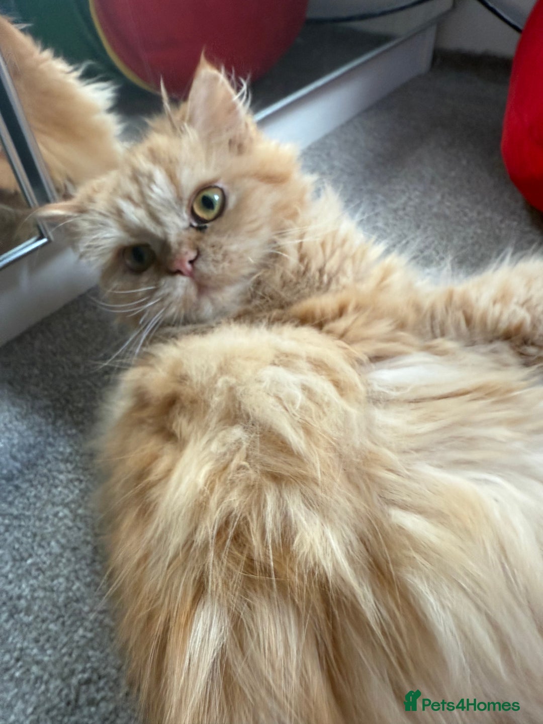 Persian cats for sale: Persian  gorgeous kitten(1 girl) in London - Image 14