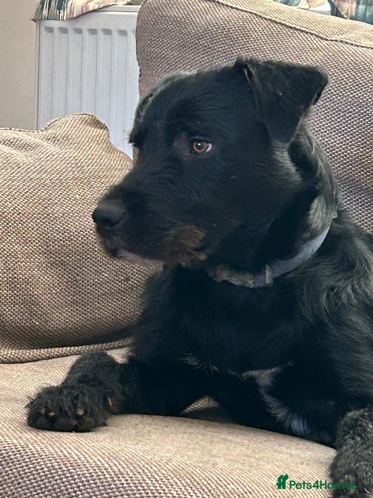 Mixed Breed dogs Lovely male Border Collie cross Labrador - Advert 1