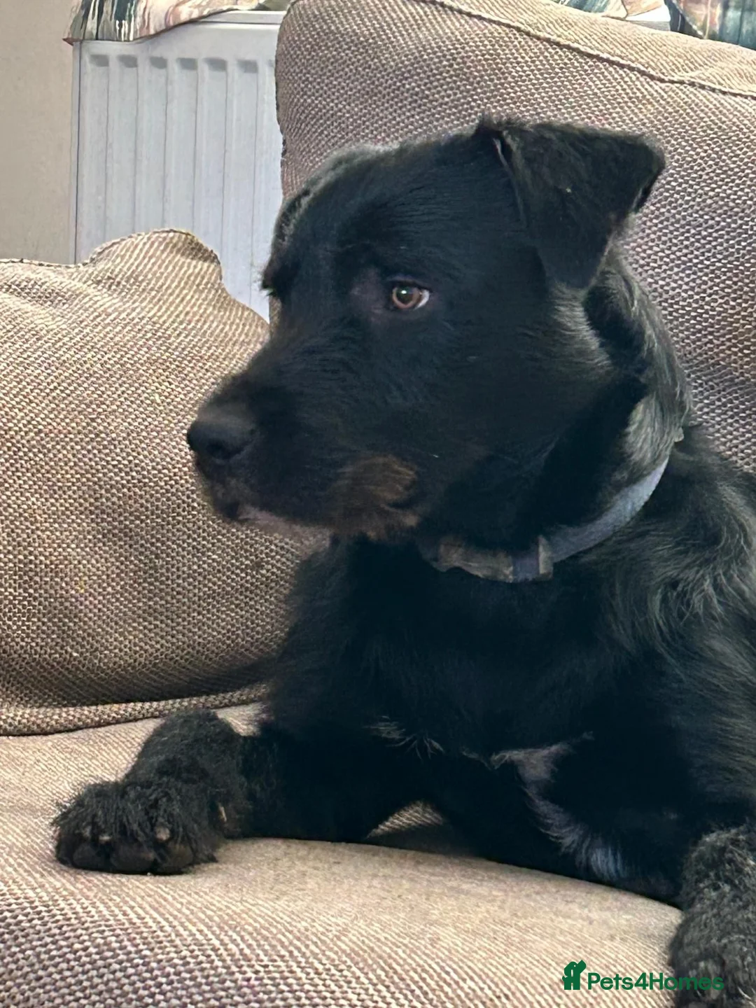 Mixed Breed dogs for sale: Lovely male Border Collie cross Labrador - Advert 1