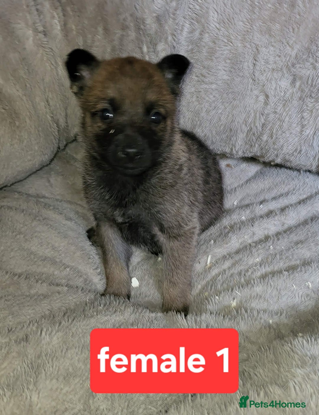 Saarloos Wolfdog dogs for sale: Czechoslovakian vlciak wolfdog puppies - Advert 5